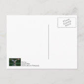 Carte Postale Action de l'aile Old Goose (Dos)