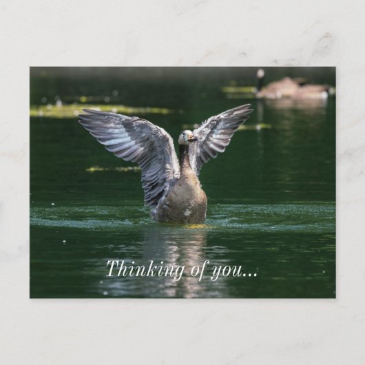 Carte Postale Action de l'aile Old Goose (Devant)
