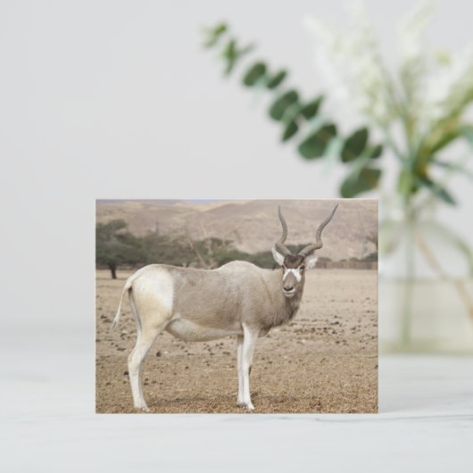 Carte Postale Addax Antelope (Debout devant)