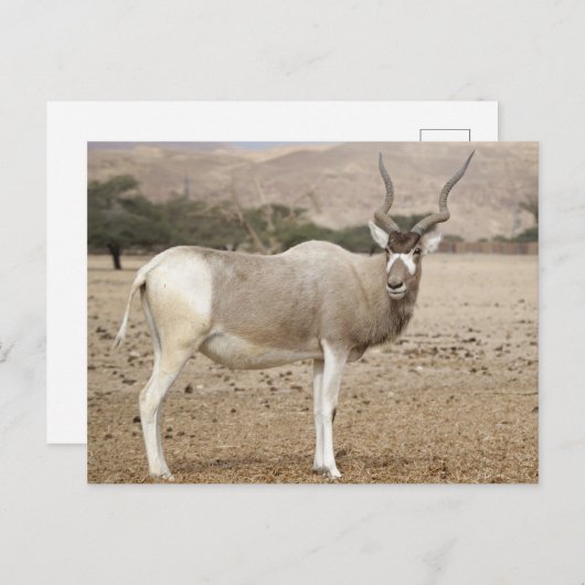 Carte Postale Addax Antelope (Devant / Derrière)