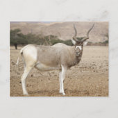 Carte Postale Addax Antelope (Devant)