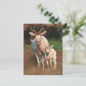 Carte Postale Addax / Antelope blanche / Antelope crayon (Debout devant)
