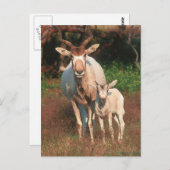 Carte Postale Addax / Antelope blanche / Antelope crayon (Devant / Derrière)