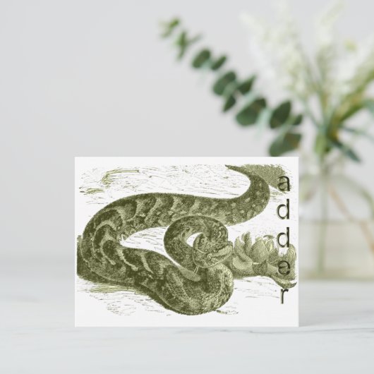 Carte Postale Adder (serpent) (Debout devant)