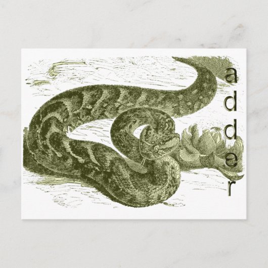 Carte Postale Adder (serpent) (Devant)