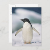 Carte Postale Adelie penguin, gros plan (Devant / Derrière)