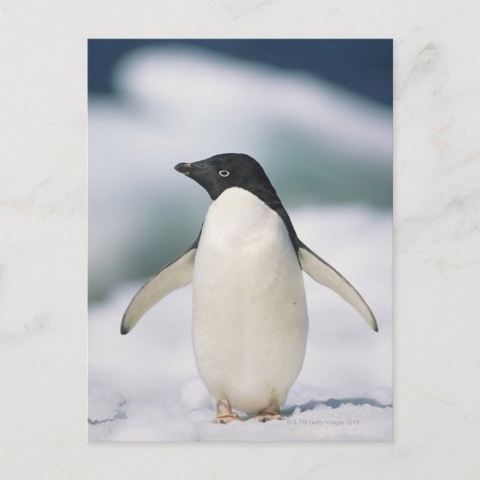 Carte Postale Adelie penguin, gros plan (Devant)