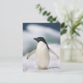 Carte Postale Adelie penguin, gros plan (Debout devant)