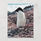 Carte postale Adelie Penguin Nest (Devant)
