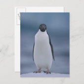 Carte Postale Adelie Penguin sur la glace (Devant / Derrière)
