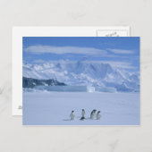 Carte Postale Adelie Penguins, Pygoscelis adeliae), (Devant / Derrière)