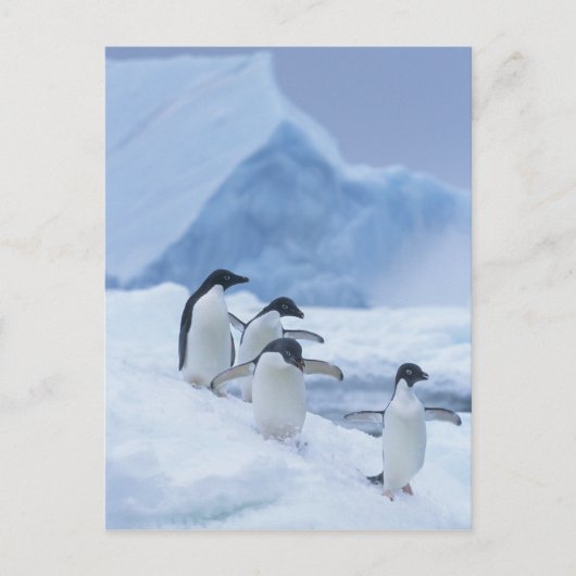 Carte Postale Adelie Penguins (Pygoscelis adeliae) sur la glace, (Devant)