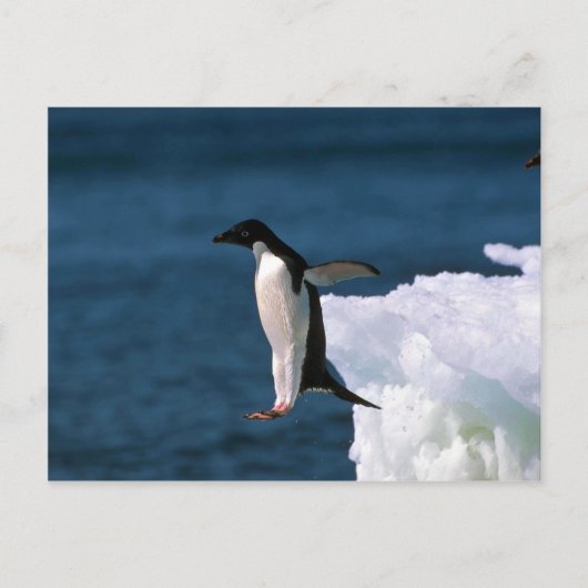 Carte Postale Adelie Penguins Saut D'Un Iceberg (Devant)