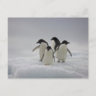Carte Postale Adelie Penguins sur les flux de glace