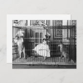 Carte Postale Adgie et ses lions formés 1897 (Devant / Derrière)