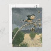 Carte Postale ADiplomado Falcon (Devant / Derrière)