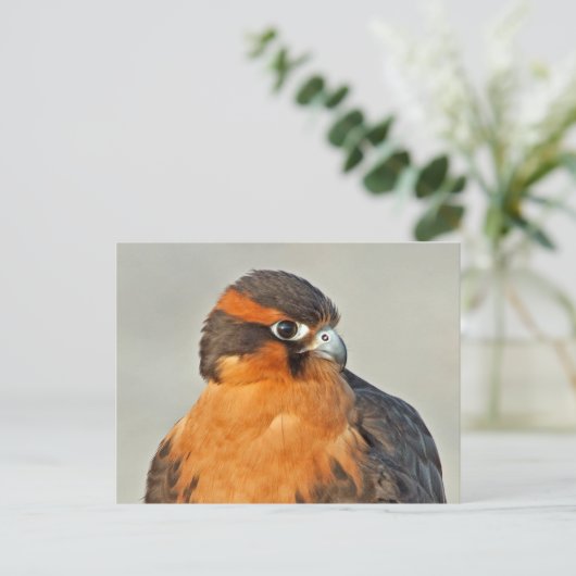 Carte Postale ADiplomado Falcon Gros plan (Debout devant)