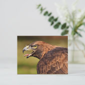 Carte Postale Adler, Oiseau de proie (Debout devant)