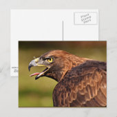 Carte Postale Adler, Oiseau de proie (Devant / Derrière)