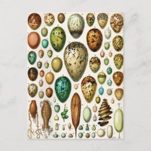 Carte Postale Adolphe Millot Oeufs Vintages