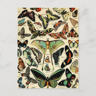 Carte postale Adolphe Millot Papillons