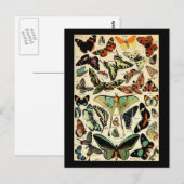 Carte postale Adolphe Millot Papillons (Devant / Derrière)