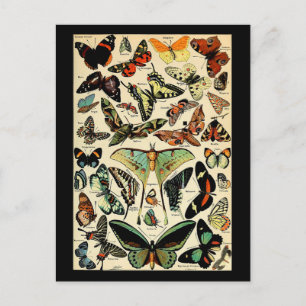 Carte postale Adolphe Millot Papillons