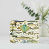 Carte Postale Adolphe Millot poisson B (Debout devant)