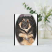 Carte postale adoptable_GSD_mix (Debout devant)