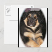 Carte postale adoptable_GSD_mix (Devant / Derrière)