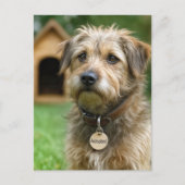Carte Postale Adopter un animal (Devant)