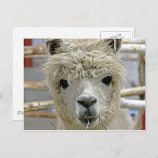 Carte Postale Adorable (Devant / Derrière)