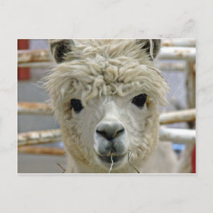 Carte Postale Adorable