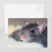 Carte Postale Adorable (Devant / Derrière)