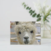 Carte Postale Adorable Alpaca (Debout devant)