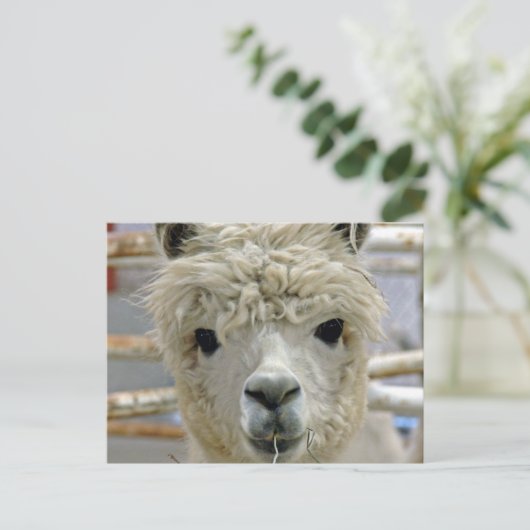 Carte Postale Adorable Alpaca (Debout devant)