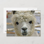 Carte Postale Adorable Alpaca (Devant / Derrière)