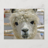 Carte Postale Adorable Alpaca (Devant)