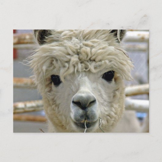 Carte Postale Adorable Alpaca (Devant)