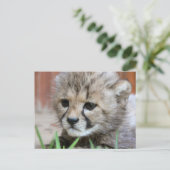 Carte postale adorable Baby Cheetah (Debout devant)