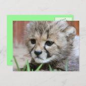 Carte postale adorable Baby Cheetah (Devant / Derrière)