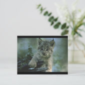 Carte Postale Adorable Baby Lynx (Debout devant)