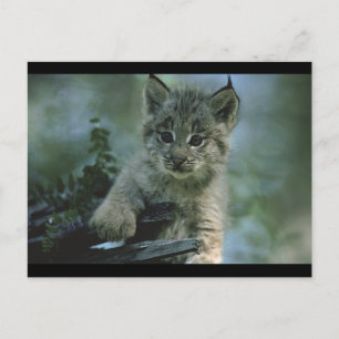 Carte Postale Adorable Baby Lynx