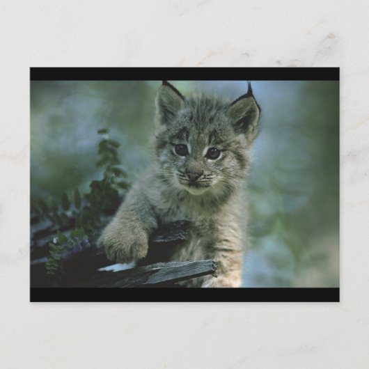 Carte Postale Adorable Baby Lynx (Devant)