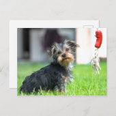 Carte Postale adorable bébé chiot chien dans le jardin en jeu (Devant / Derrière)