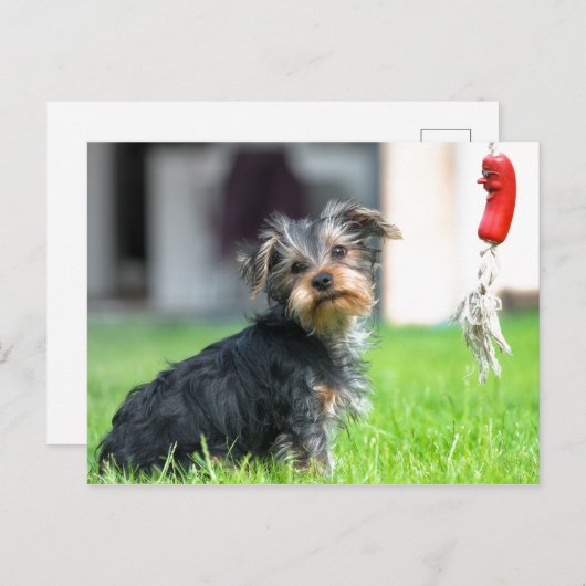 Carte Postale adorable bébé chiot chien dans le jardin en jeu (Devant / Derrière)