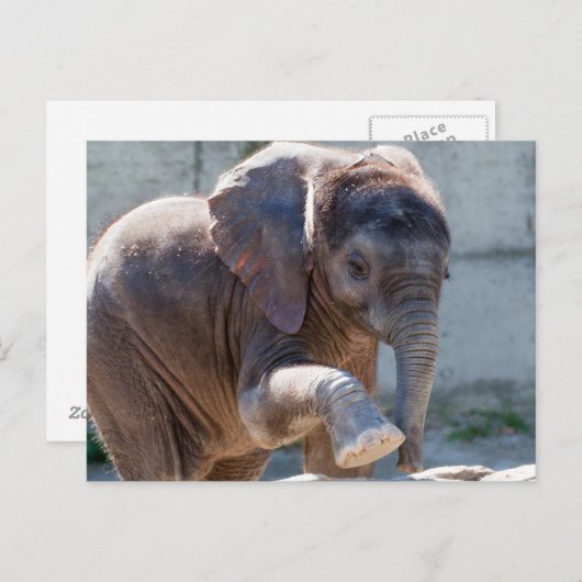 Carte Postale adorable bébé éléphant (Devant / Derrière)