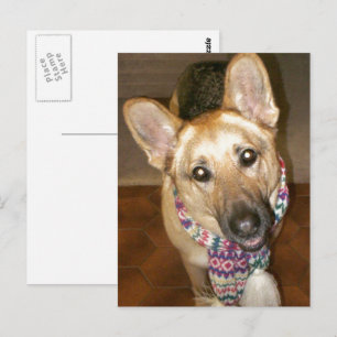 Carte Postale adorable berger allemand noir et bronzé