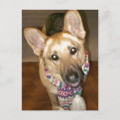 Carte Postale adorable berger allemand noir et bronzé (Devant)