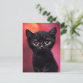 Carte Postale Adorable Black Kitten (Debout devant)